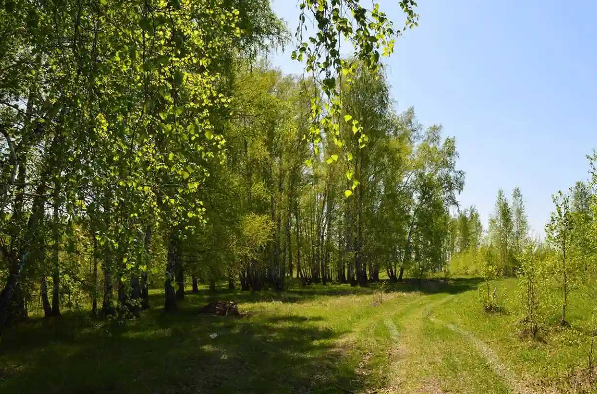 Благое, Новосибирский район, село Марусино, микрорайон Благое - купить  участок по цене ₽ по запросу Р/СОТ